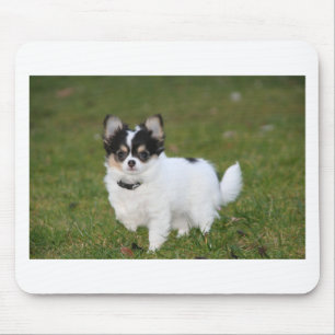Chihuahua Hund stehend auf einem grünen Rasen Mousepad