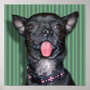 Chihuahua-Hund Zunge Poster