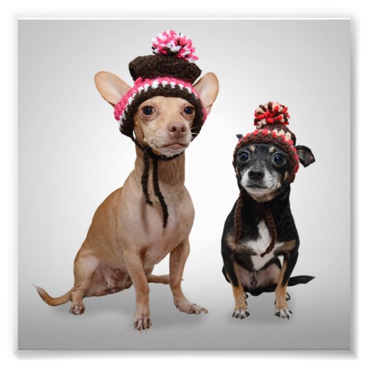 Chihuahua Hunde mit Hats-Foto Fotodruck (Vorne)