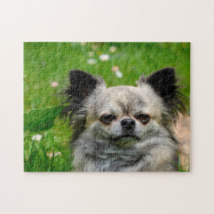 Chihuahua Hunde. Puzzle