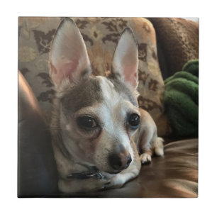 Chihuahua-HundeKeramik-Fliese Fliese