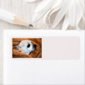 Chihuahua-Hundetikett (Insitu)