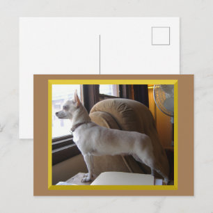 Chihuahua im Büro Postkarte