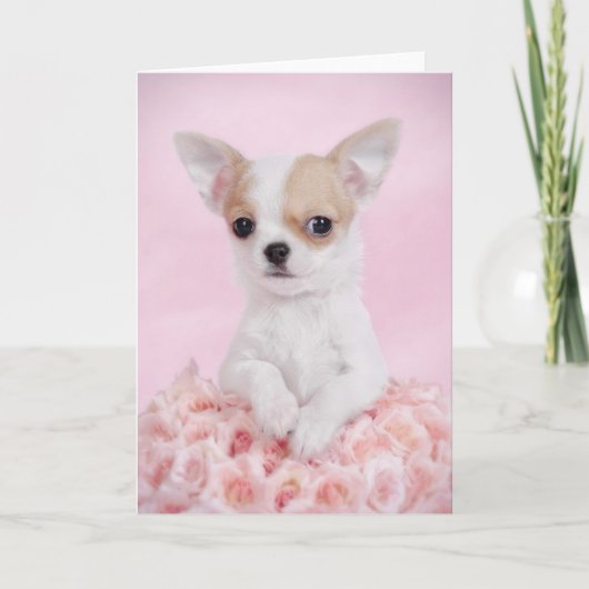 Chihuahua im Rosa mit Rosen Karte (Vorderseite)