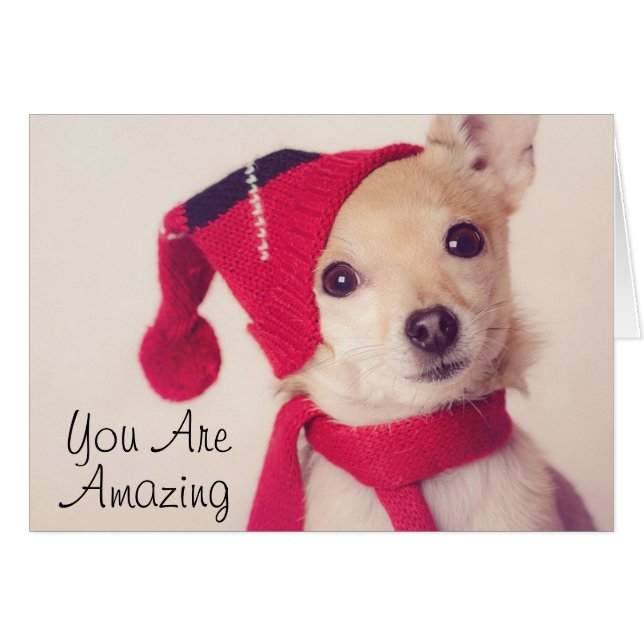 Chihuahua im Winter Cap (Vorderseite (Horizontal))