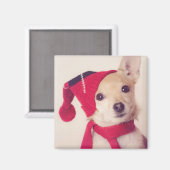 Chihuahua im Winter Cap Magnet (Vorderseite/Rückseite)
