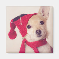 Chihuahua im Winter Cap