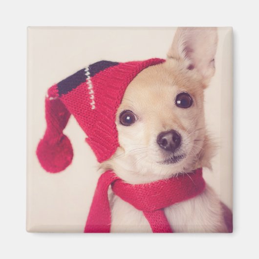 Chihuahua im Winter Cap Magnet (Vorne)