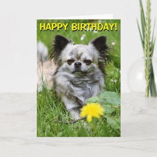 Chihuahua in Blume Geburtstagskarte Karte
