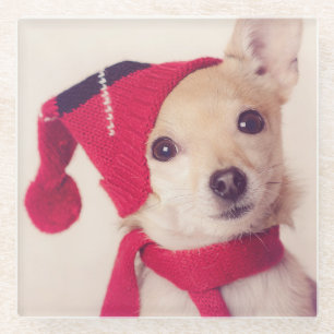 Chihuahua in der Winter-Kappe Glasuntersetzer