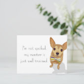 Chihuahua in einem Bowtie auf weißem Hintergrund Postkarte (Stehend Vorderseite)