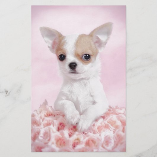 Chihuahua in Rosa mit Rose Briefpapier (Vorderseite)