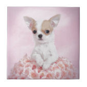 Chihuahua in Rosa mit Rose Fliese (Vorderseite)