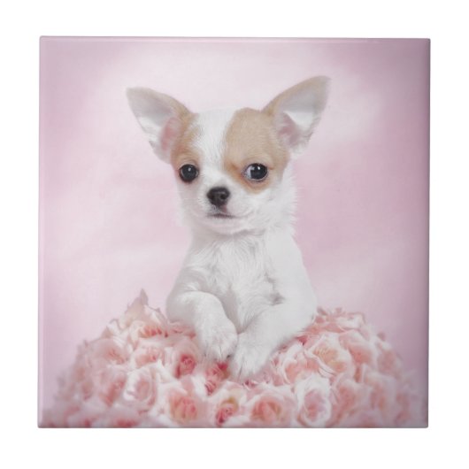 Chihuahua in Rosa mit Rose Fliese (Vorderseite)
