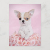 Chihuahua in Rosa mit Rose Postkarte (Vorderseite)