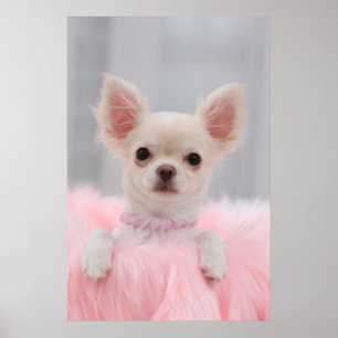 Chihuahua in Rosa Poster