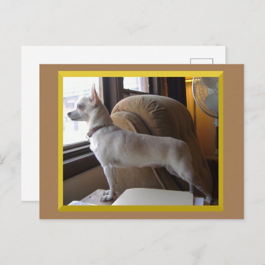 Chihuahua In The Office Postcard Postkarte (Vorne/Hinten)