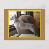 Chihuahua In The Office Postcard Postkarte (Vorderseite)