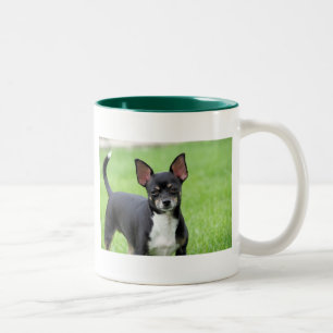 Chihuahua Isabella -13 Zweifarbige Tasse