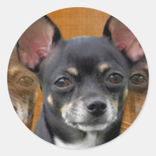 Chihuahua Isabella Cresent Mond Runder Aufkleber