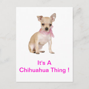 Chihuahua ist eine Chihuahua-Sache Postkarte