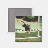 Chihuahua Jumping Hurdle Magnet (Vorderseite/Rückseite)