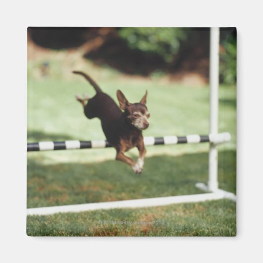 Chihuahua Jumping Hurdle Magnet (Vorne)