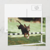 Chihuahua Jumping Hurdle Postkarte (Vorne/Hinten)