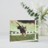 Chihuahua Jumping Hurdle Postkarte (Stehend Vorderseite)