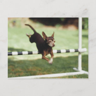 Chihuahua Jumping Hurdle Postkarte