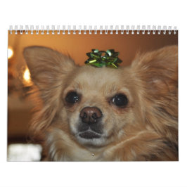 Chihuahua Kalender