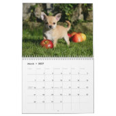 Chihuahua Kalender (Mär 2027)