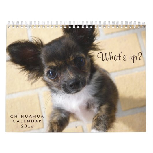 Chihuahua Kalender 2023 Foto Was geht? (Titelbild)