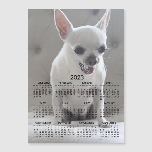 Chihuahua Kalender 2023 Magnetfotokarte Magnetkarte (Vorderseite)