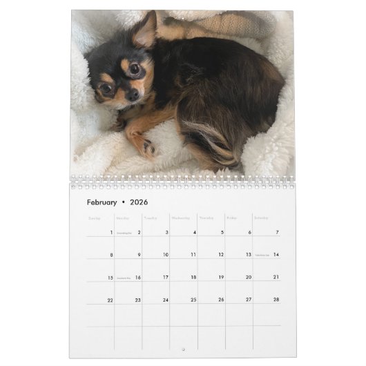 Chihuahua-Kalender 2025 Kalender (Feb 2026)