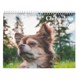 Chihuahua-Kalender 2025 Kalender