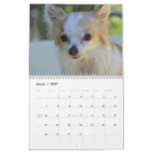 Chihuahua-Kalender 2025 Kalender (Mär 2027)