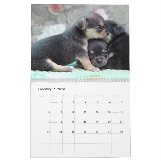 Chihuahua Kalender 2026 Liebe Ihr Chi Add Foto (Feb 2026)
