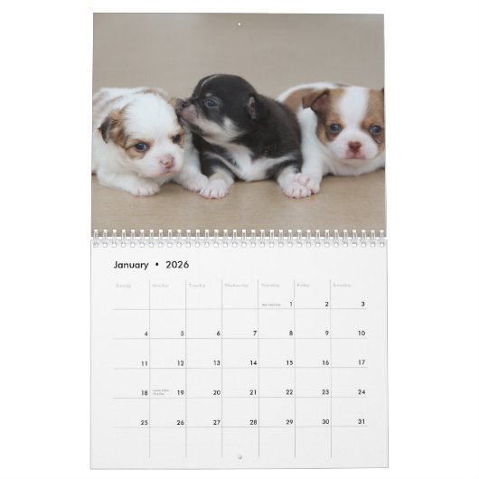 Chihuahua Kalender 2026 Liebe Ihr Chi Add Foto (Jan 2026)