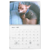 Chihuahua-Kalender! Kalender (Mär 2027)