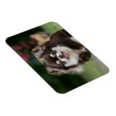 Chihuahua-Kopfschuss 1 Magnet (Rechte Seite)