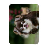 Chihuahua-Kopfschuss 1 Magnet (Vertikal)