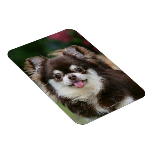 Chihuahua-Kopfschuss 1 Magnet (Rechte Seite)