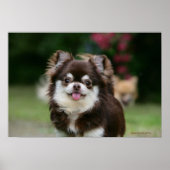 Chihuahua-Kopfschuss 1 Poster (Vorne)