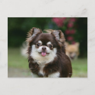 Chihuahua-Kopfschuss 1 Postkarte