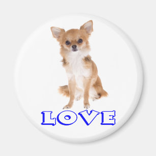 Chihuahua Langhaar Welpenhund - Blaue Liebe Magnet