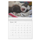 Chihuahua-Liebe-Kalender Kalender (Feb 2027)