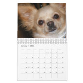 Chihuahua-Liebe-Kalender Kalender (Jan 2026)