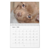 Chihuahua-Liebe-Kalender Kalender (Mär 2026)