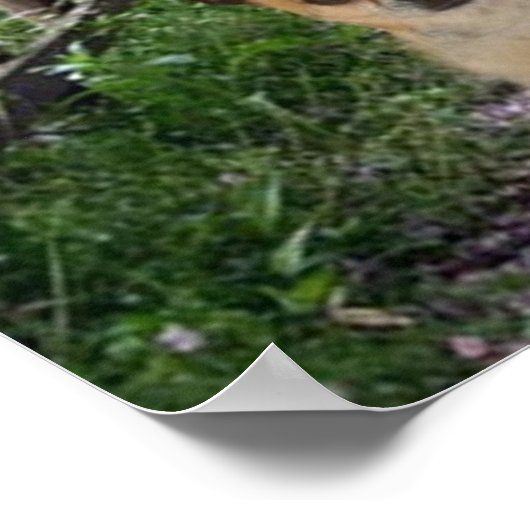 Chihuahua Lila Poster (Ecke)